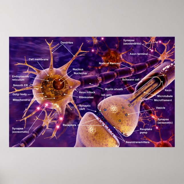 Motorneuronen Poster (Vorne)