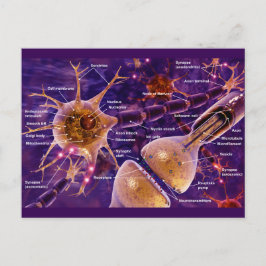 Motorneuronen Postkarte