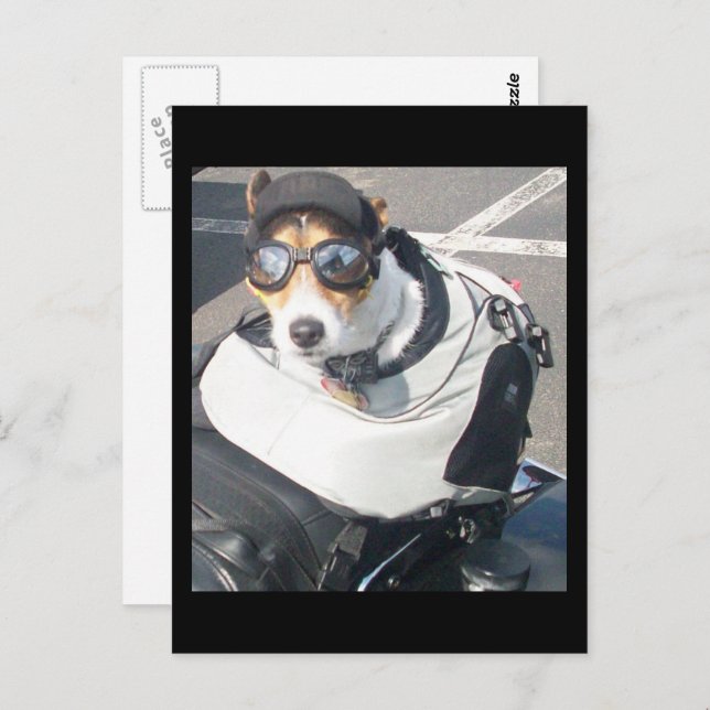 Motorrad Hog Hund Geboren zu fahren Russell Terrie Postkarte (Vorne/Hinten)