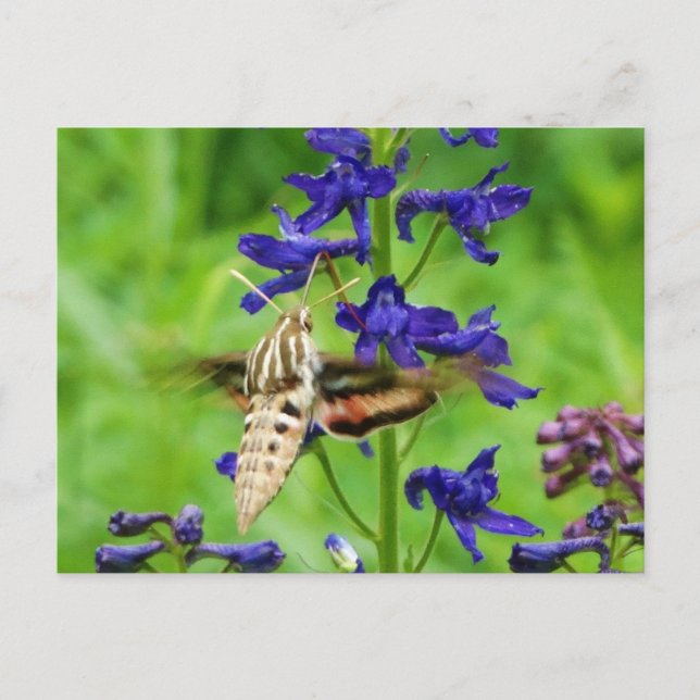 Motte Hummingbird Postkarte (Vorderseite)
