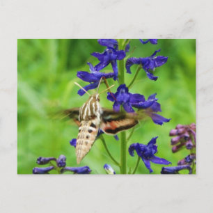 Motte Hummingbird Postkarte