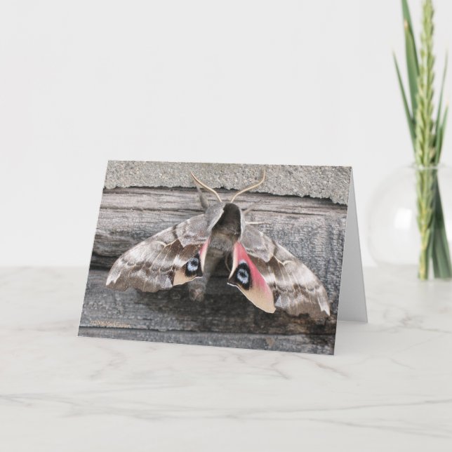 Motte, leere Anmerkungs-Karte durch Kennzeichen Karte (Vorderseite)