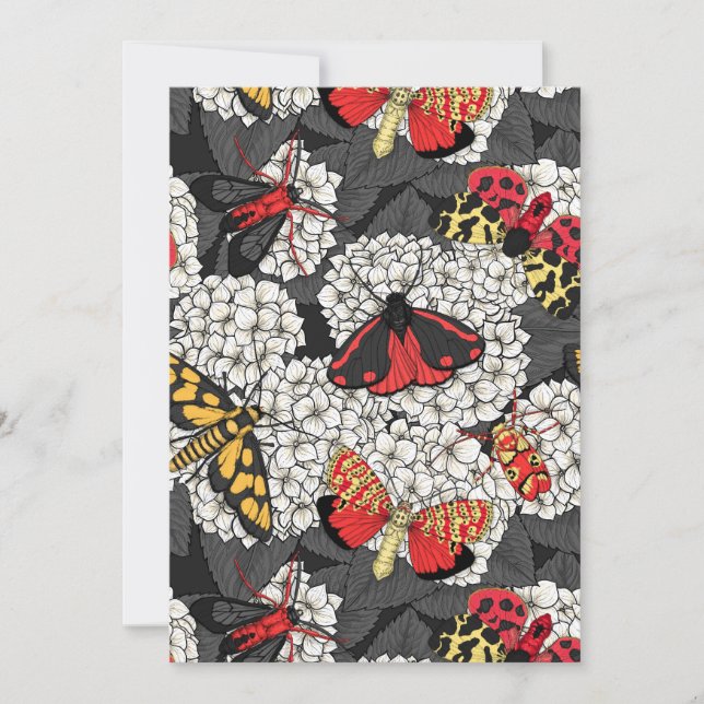 Motten auf weißem Hydrangea (Vorderseite)