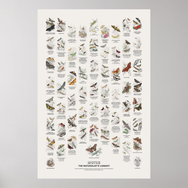 Motten - Naturalist's Library Poster (Vorne)