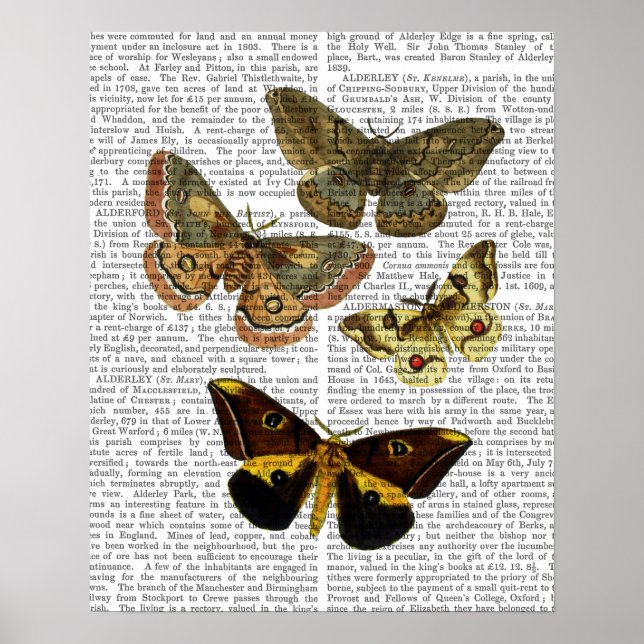 Motten Tafel 4 Poster (Vorne)