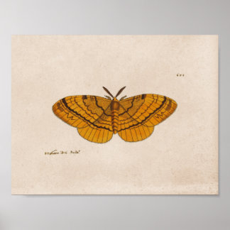 Motten wissenschaftliche Illustrationsdruck Poster
