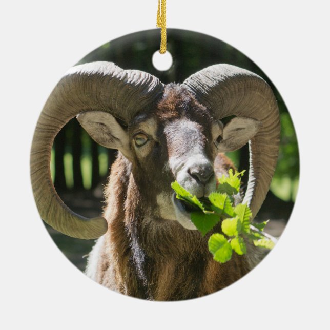 Mouflon Ram Keramikornament (Hinten)
