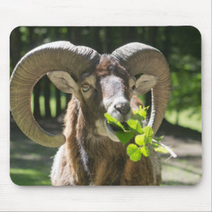 Mouflon Ram Mousepad