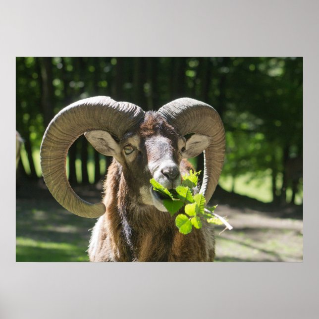 Mouflon Ram Poster (Vorne)
