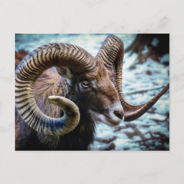Mouflon Sheep Postkarte (Vorderseite)