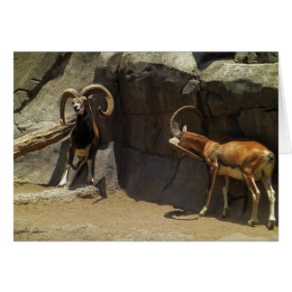 Mouflon wilde Schafe, die 1 verkratzen