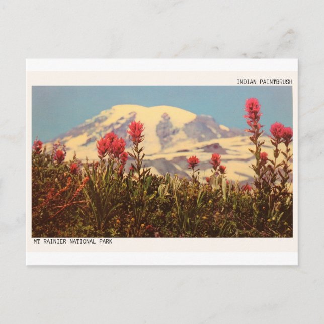 Mount Rainier Indian Paintbrush Postcard Postkarte (Vorderseite)