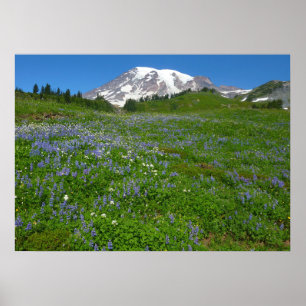 Mount Rainier mit violetten Lupinen Poster