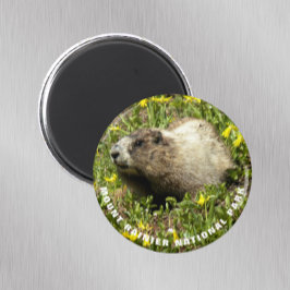Mount Rainier Nationalpark Marmot Foto Magnet