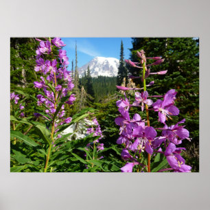 Mount Rainier zwischen lila Phlox-Blumen Poster