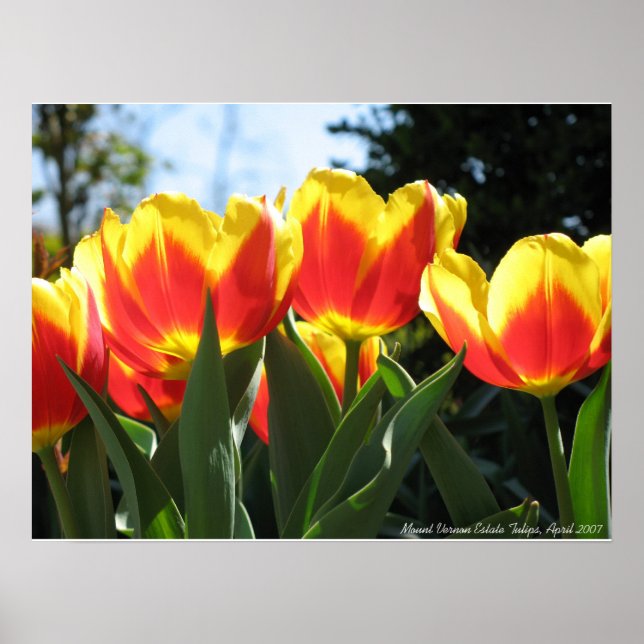 Mount Vernon Anwesen Tulips Poster (Vorne)