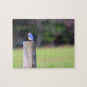 Mountain Blue Bird - 8 x 10 Zoll Puzzle