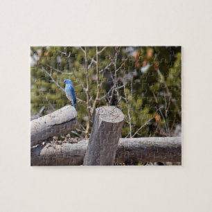 Mountain Blue Jay - 8x10 - 110 Stk. Puzzle