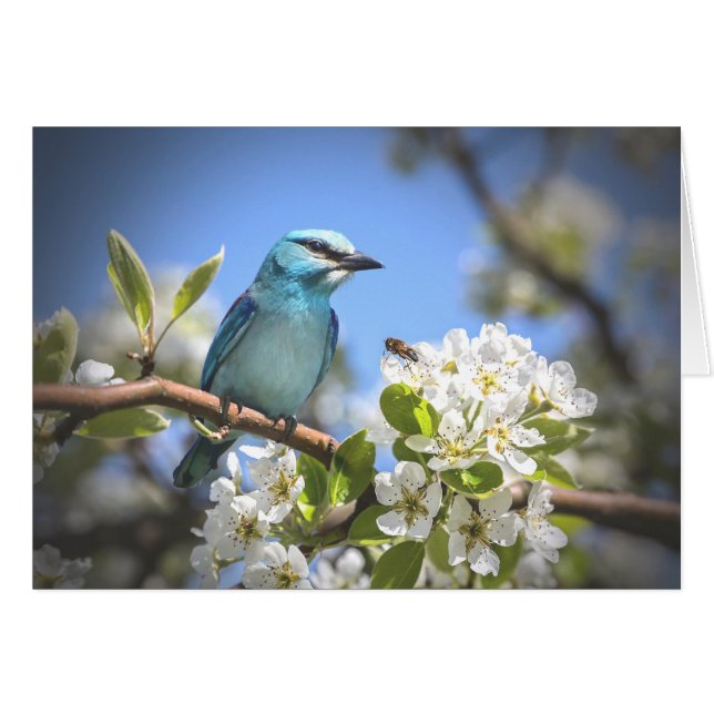 Mountain Bluebird (Vorderseite (Horizontal))