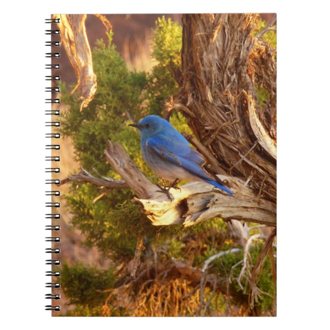 Mountain Bluebird at Arches National Park Notizblock (Vorderseite)