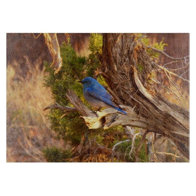 Mountain Bluebird at Arches National Park Schneidebrett (Vorderseite)