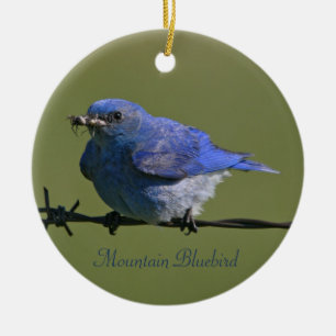 Mountain Bluebird Fotografie Runde Keramikornament