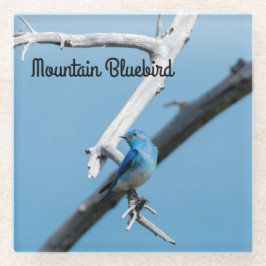 Mountain Bluebird Glasuntersetzer