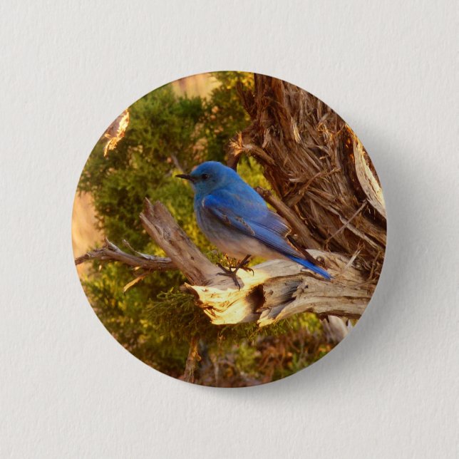 Mountain Bluebird im Nationalpark Arches Button (Vorderseite)