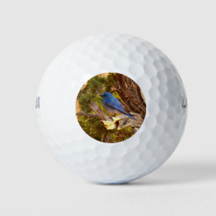 Mountain Bluebird im Nationalpark Arches Golfball