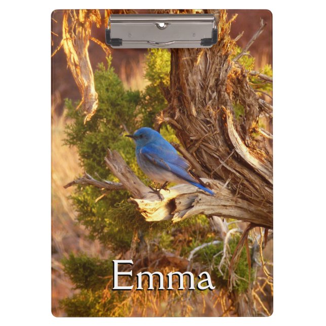 Mountain Bluebird im Nationalpark Arches Klemmbrett (Vorderseite)