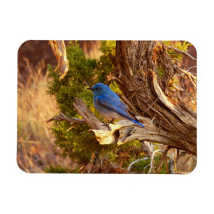 Mountain Bluebird im Nationalpark Arches Magnet