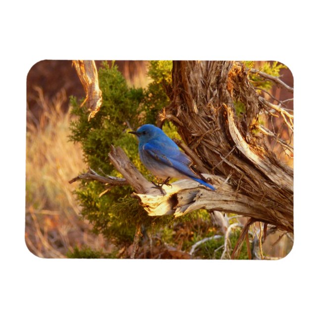 Mountain Bluebird im Nationalpark Arches Magnet (Horizontal)