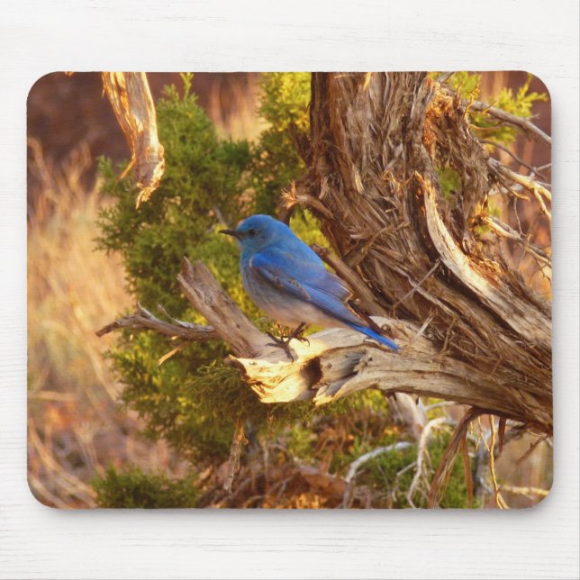 Mountain Bluebird im Nationalpark Arches Mousepad (Vorne)