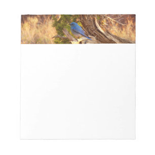 Mountain Bluebird im Nationalpark Arches Notizblock