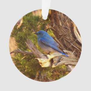 Mountain Bluebird im Nationalpark Arches Ornament