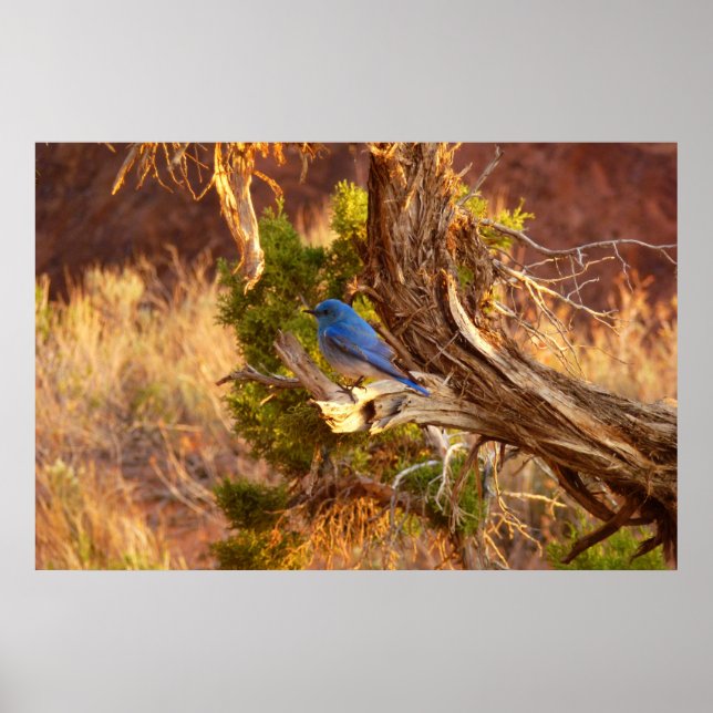 Mountain Bluebird im Nationalpark Arches Poster (Vorne)
