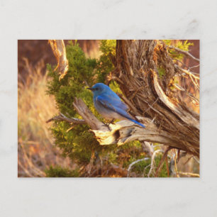 Mountain Bluebird im Nationalpark Arches Postkarte