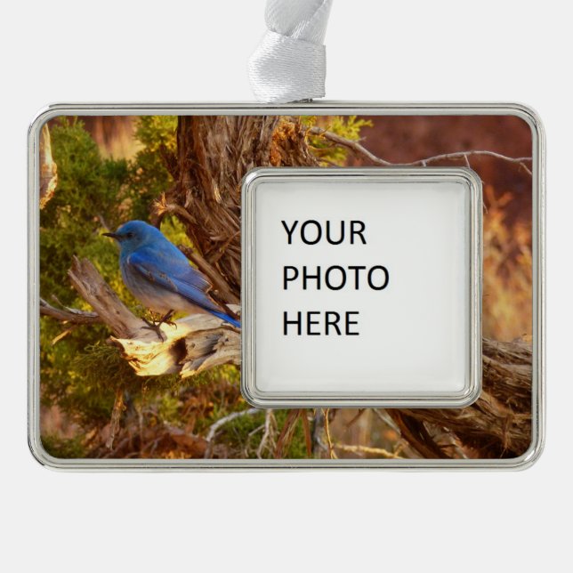 Mountain Bluebird im Nationalpark Arches Rahmen-Ornament Silber (Vorderseite)