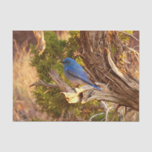 Mountain Bluebird im Nationalpark Arches Seidenpapier