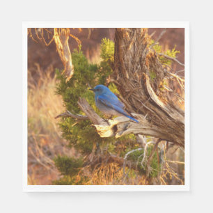 Mountain Bluebird im Nationalpark Arches Serviette