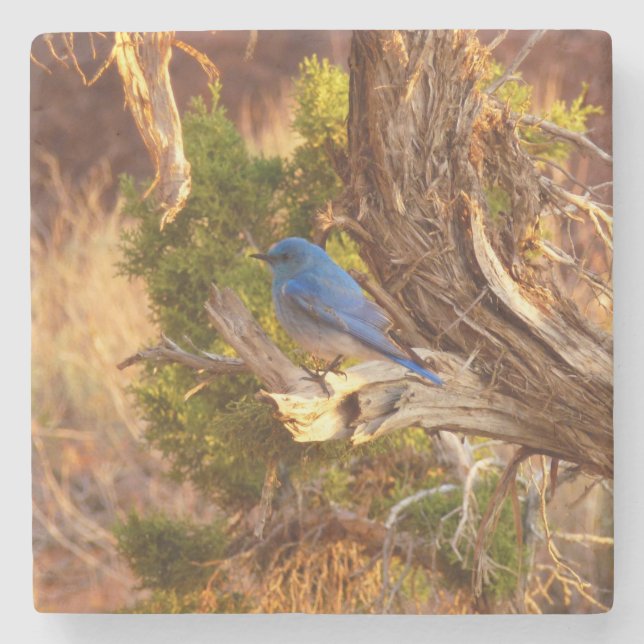 Mountain Bluebird im Nationalpark Arches Steinuntersetzer (Vorderseite)