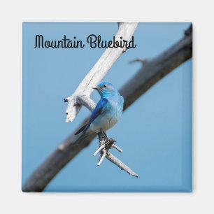 Mountain Bluebird Magnet