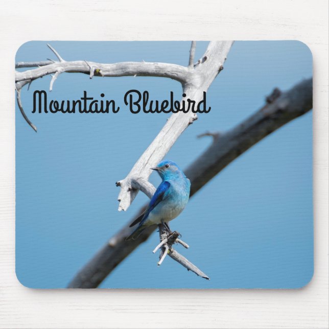Mountain Bluebird Mousepad (Vorne)
