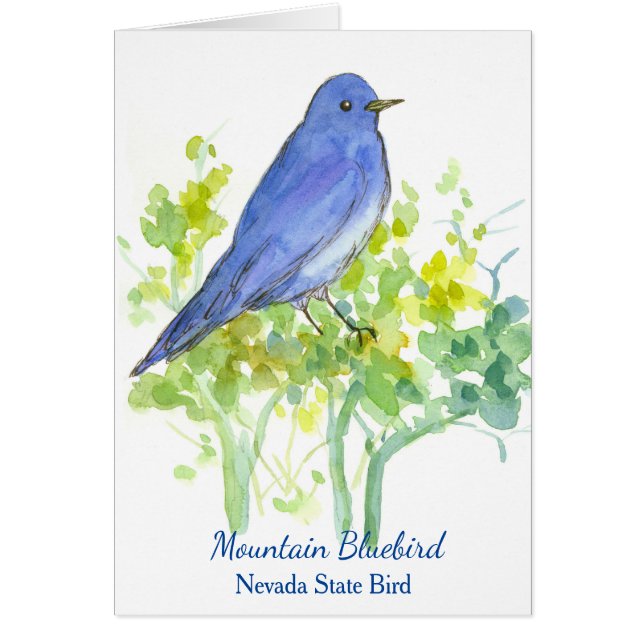 Mountain Bluebird Nevada Staat Bird Blank (Vorne)