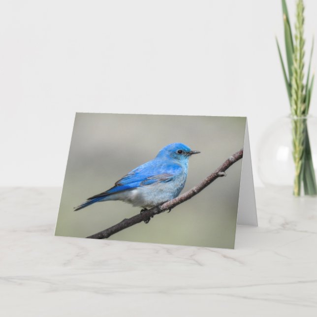 Mountain Bluebird Notecard Karte (Vorderseite)