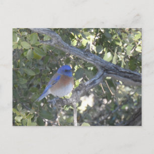 Mountain Bluebird Postkarte