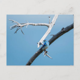 Mountain Bluebird Postkarte