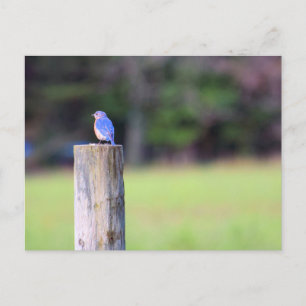 Mountain Bluebird Postkarte