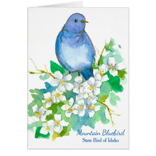 Mountain Bluebird Staat Bird of Idaho Blank