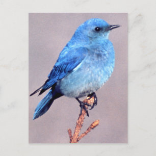 Mountain Bluebird Wildlife Series # 2 Postcard Postkarte